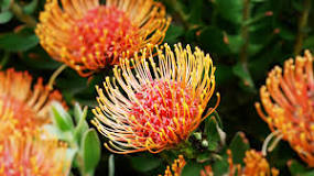 Image result for What Is National Flower In South Africa ?