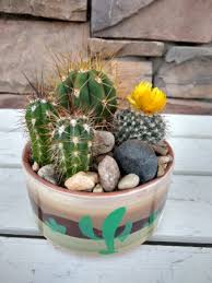 Small Cactus Garden In Roy Ut Reed