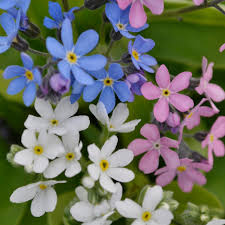 plant and grow forget me not flowers