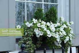 Check spelling or type a new query. Window Box With Mini Stock Photo By Fiona Rice Image 0535466