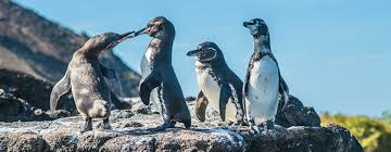 You've got yourself a little penguin, uncle mitch. today's quote. Galapagos Penguins The Archipelago S Snazziest Species
