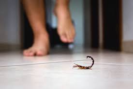 how dangerous are scorpion stings