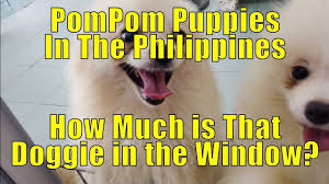 pompom puppies s in the