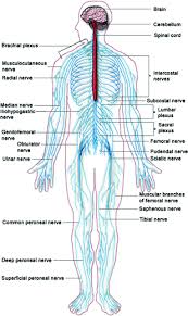 In vertebrates it consists of two main parts, called the central nervous system (cns) and the peripheral nervous system (pns). An Introduction To The Biomechanics Of The Nervous System Springerlink