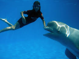 dolphin isted therapy