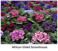 African violets house plants rocky mountain gardening. Plant Care Instructions For African Violets