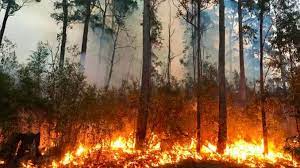 România a fost țara din UE cel mai grav afectat de incendiile de pădure în anul 2020