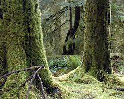 Washington home to continental US's wettest rainforest | The Olympian