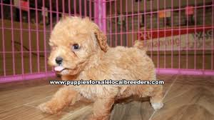 Akc actively advocates for responsible dog ownership and is dedicated to advancing dog sports. Puppies For Sale Local Breeders Beautiful Red Toy Poodle Puppies For Sale Georgia Local Breeders Gwinnett County Ga At Lawrenceville Puppies For Sale Local Breeders