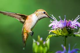 pollinator plants for attracting birds