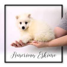 american eskimo puppies my next puppy