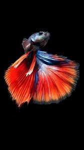 betta fish wallpapers mobcup