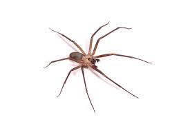 Spider Bites In Australia Identification First Aid And