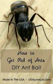 rid of ants with diy ant bait