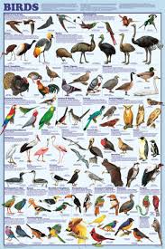 Bird Orders Poster 61x91cm Educational Wall Chart Species Diagram Licensed New