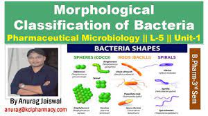 Morphological Classification of Bacteria || Microbiology L-5 Unit-1 -  YouTube