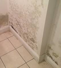 Basement Mold Removal How To Remove It
