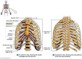 The thoracic cage is part of the axial skeleton (also known as the rib cage), and consists of 24 ribs, the sternum, costal cartilage, and the 12 thoracic vertebrae. The Thoracic Cage An Anterior And Posterior View Human Anatomy And Physiology Thoracic Cage Medical Knowledge