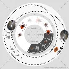 What Do Ticks Look Like Tick Identification Guide