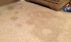 urine stains on your carpet