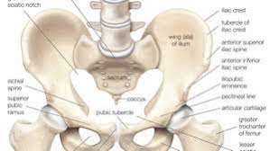 A distinction is made between the lesser or true pelvis inferior to the terminal line, and the greater or false pelvis above it. Pelvis Definition Anatomy Diagram Facts Britannica