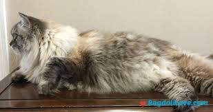 5 Things You Need To Know About Ragdoll Cat Size