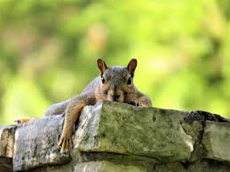 Removing squirrels from your attic costs anywhere from $200 to $600 though large infestations can run upwards of $1,500. Why Squirrel Removal Is Important Xceptional Wildlife Removal