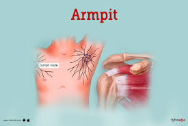 armpit human anatomy picture