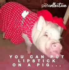you can put lipstick on a pig pout gif