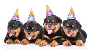 Two puppies of papillon breed celebrating their birthday. Happy Birthday Rottweiler Puppies Wall Decal Wallmonkeys Com