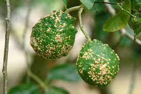 citrus diseases citrus tree diseases