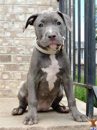 Speaking of pitbull puppies, we are definitely one of the best kennels. American Pit Bull Puppy For Sale Isis Solid Blue Blue Nose Pitbull Puppy For S 9 Years Old