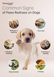 paw redness for dogs
