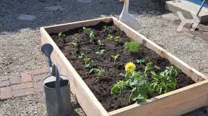 how to plant a vegetable garden you