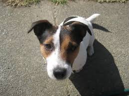 Common Jack Russell Problem Behaviors And How To Fix Them