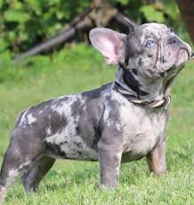 Healthy, purebred french bulldog puppies directly from ethical breeders. Facebook