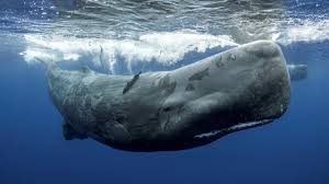 whales the biggest toothed
