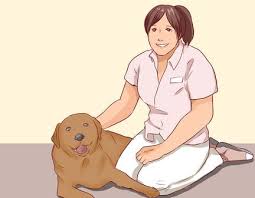 how to discourage a dog from biting 15