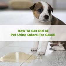 how to get rid of pet urine odors for good
