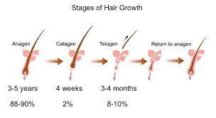 hair growth cycle ses of hair