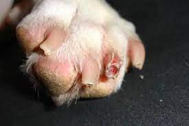 my dog has a nail infection causes