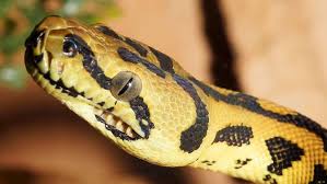 carpet python facts 9 fascinating