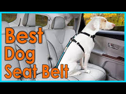 Dog Seat Belt Review