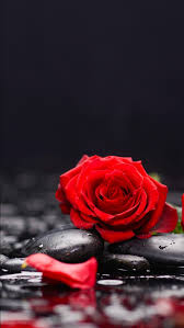 Beautiful Red Roses Flowers Petals