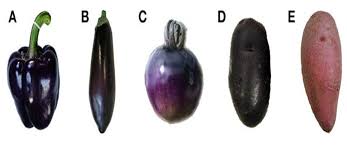 purple pepper fruit