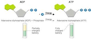 How Does Atp Store And Release Energy Socratic