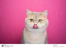 cute hungry cat licking lips looking at