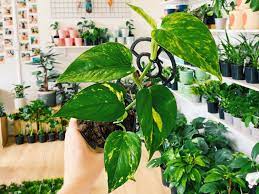 7 Low Maintenance Indoor Plants That