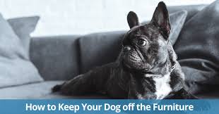 how to keep your dog off the furniture