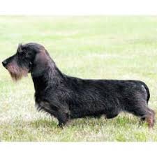 Rehome buy and sell, and give an animal a forever home with preloved! Wire Dachshund Puppies For Sale From Reputable Dog Breeders